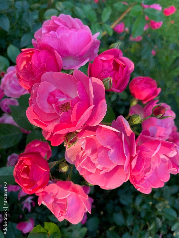 Pink and soft bush roses