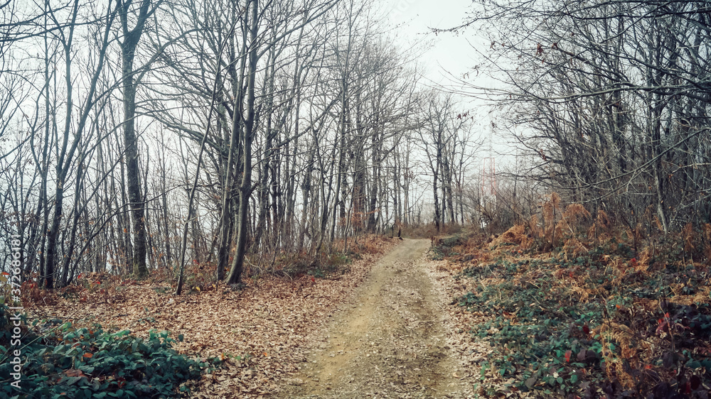 Fototapeta premium rural path in the winter bare trees forest oh hills 