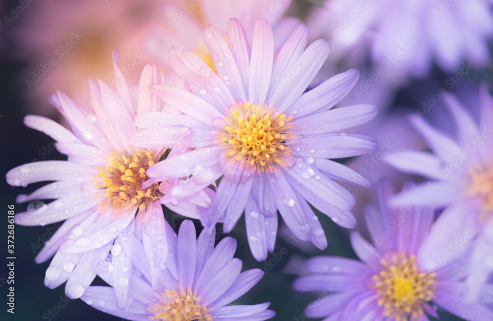 Fototapeta premium Aster flower with dew drops