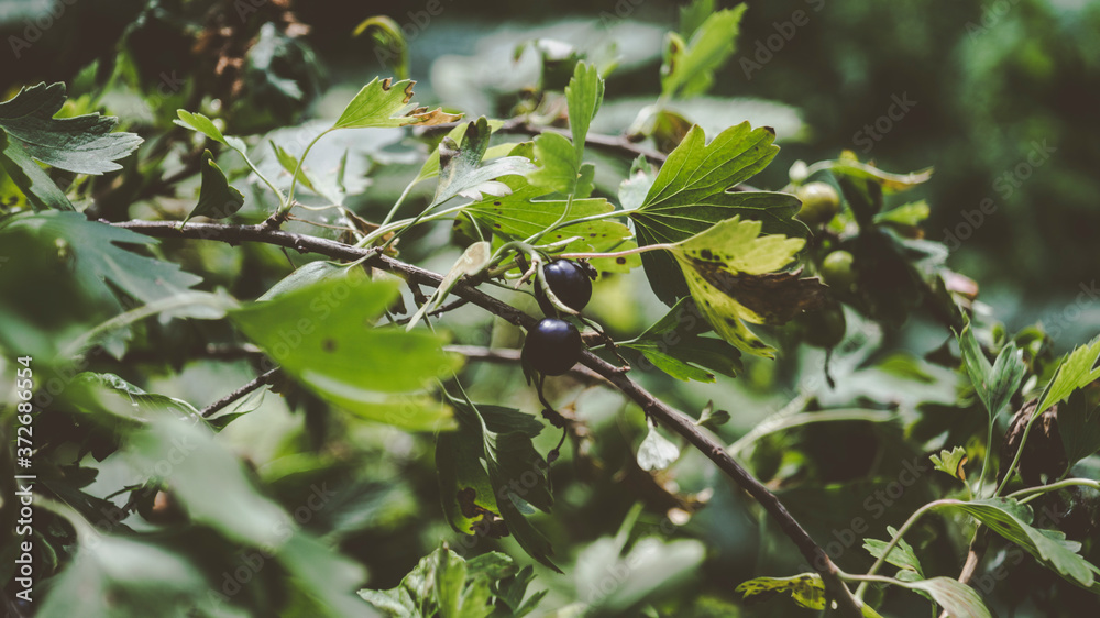blackcurrant berries in the june summer garden