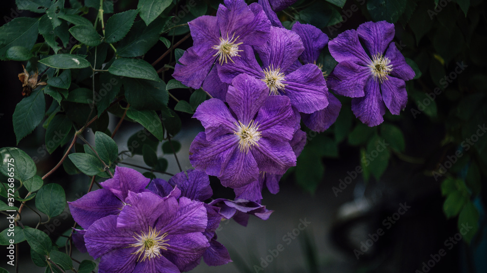 purple flower in the summer garden