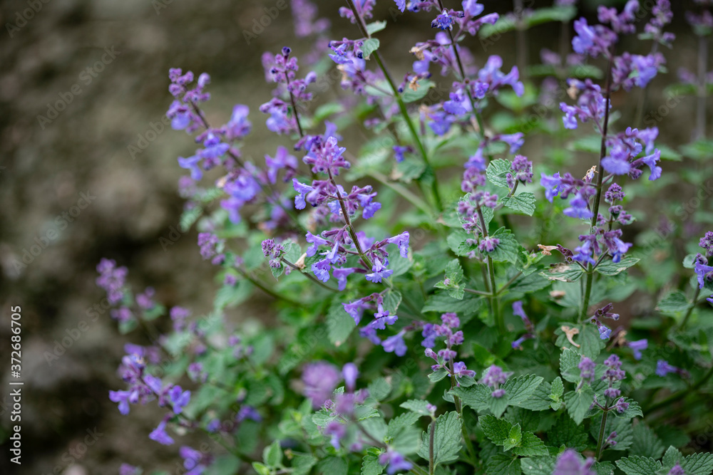 Fototapeta premium Blooming blue flowers mint bushes