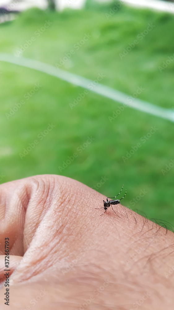 Obraz premium mosquito sucking blood