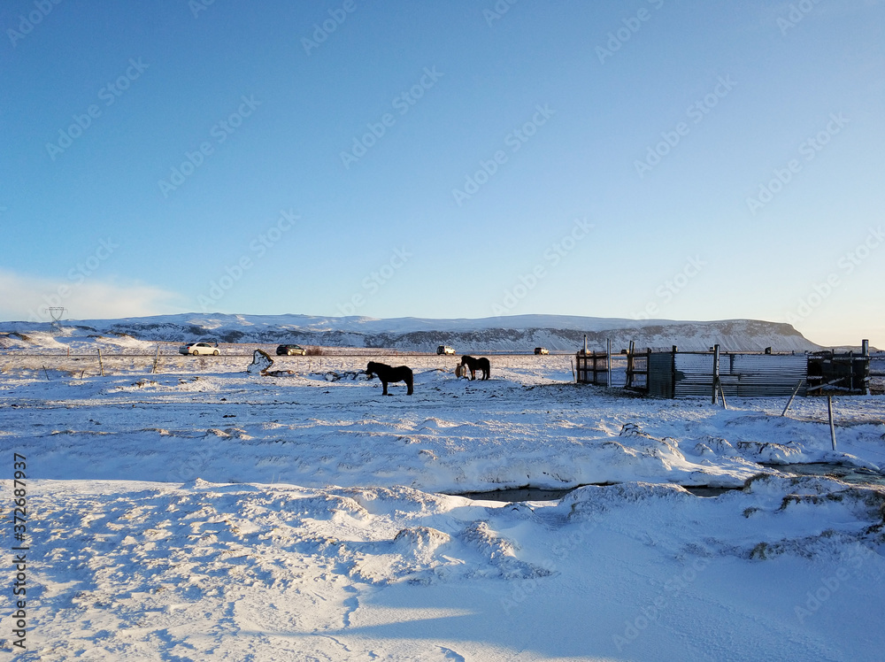 Icelandic horses graze in a field covered with snow in winter.