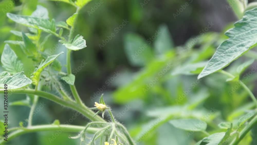 Tomato Plant - Tomato Plant -