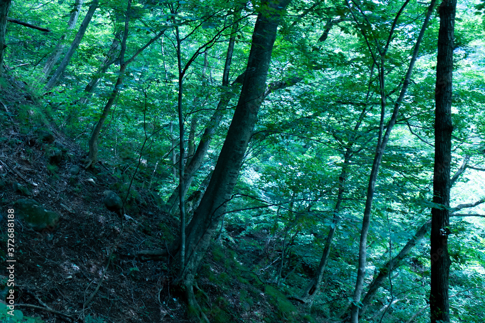 Obraz premium 山の中の森の風景