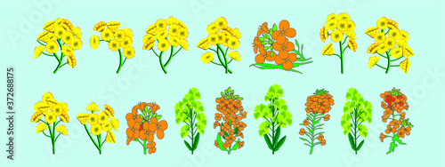 set of canola flowers cartoon icon design template with various models. vector illustration