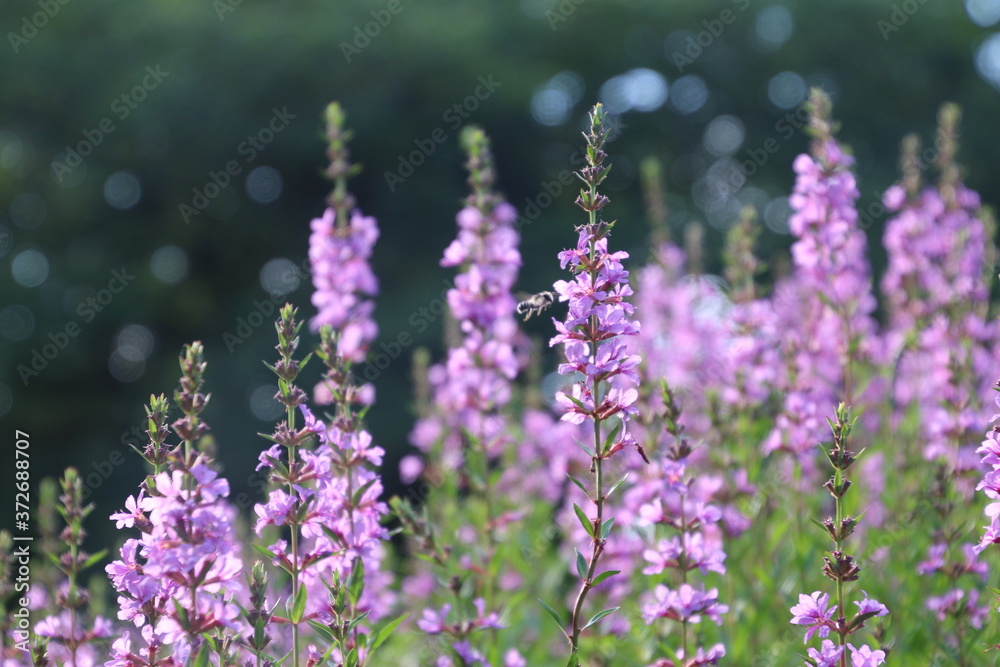 Fototapeta premium ミソハギ（夏・秋の花）