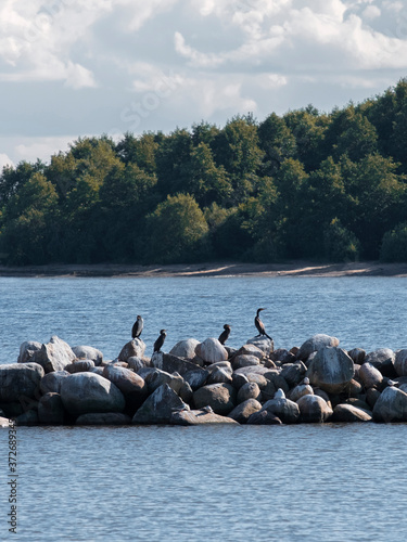 A group of wild birds, Cormorants, on the rocks on Lake Ladoga in summer on a sunny day