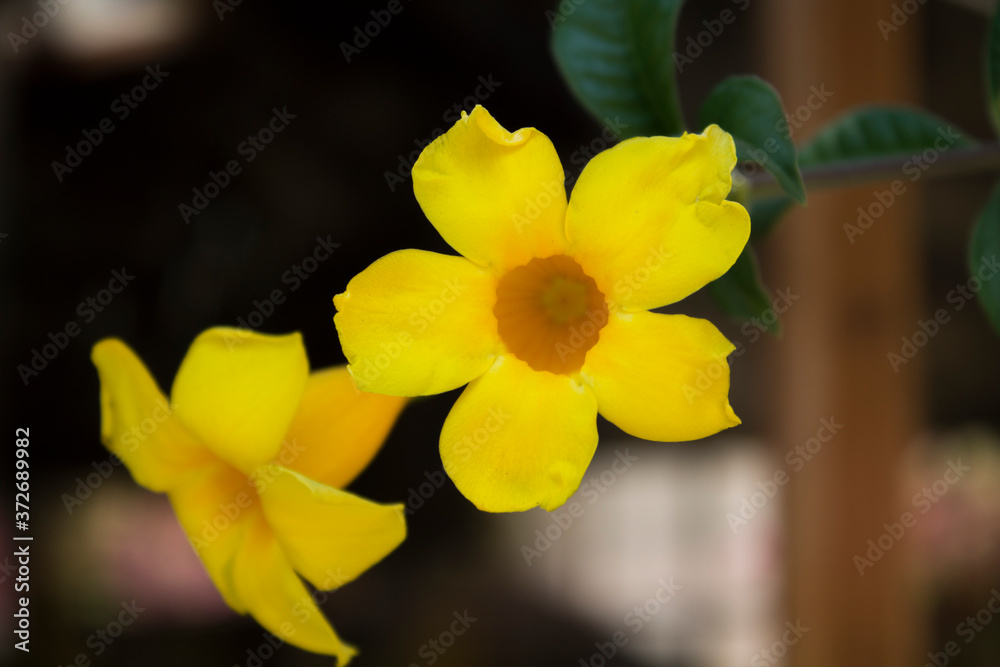 Fototapeta premium Allamanda Creeper