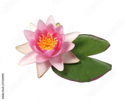 Beautiful pink water lily isolated on white background.Lotus flower