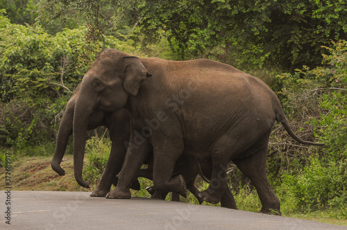 Wild elephants crossing road