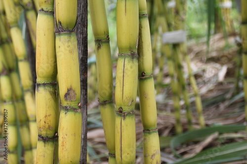 Yellow sugar cane trees. Fresh sugar cane in the field closeup.
