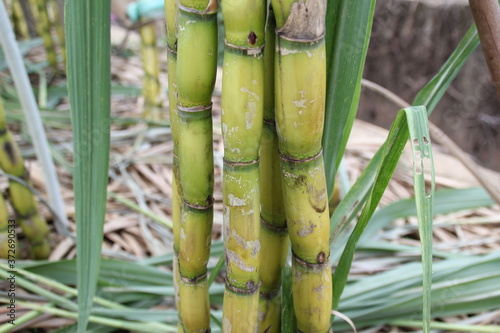 Yellow sugar cane trees.  Fresh sugar cane in the field closeup.