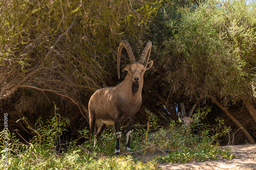 Nubian  ibex - Capra Nubiana - resting in the shade of trees in an oasis in the Judean Desert in southern Israel
