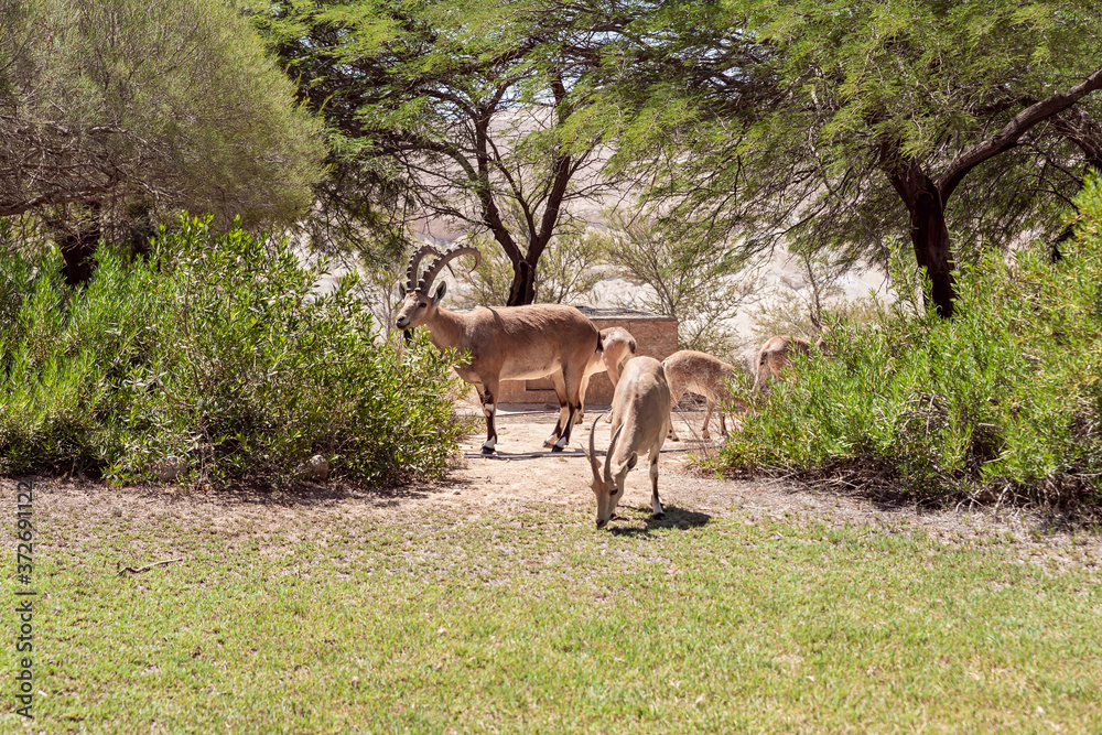Nubian ibex - Capra Nubiana - graze in an oasis in the Judean Desert in southern Israel Nubian ibex - Capra Nubiana - graze in an oasis in the Judean Desert in southern Israel