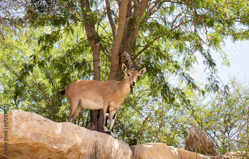 Nubian  ibex - Capra Nubiana - rests in the shade of trees in an oasis in the Judean Desert in southern Israel