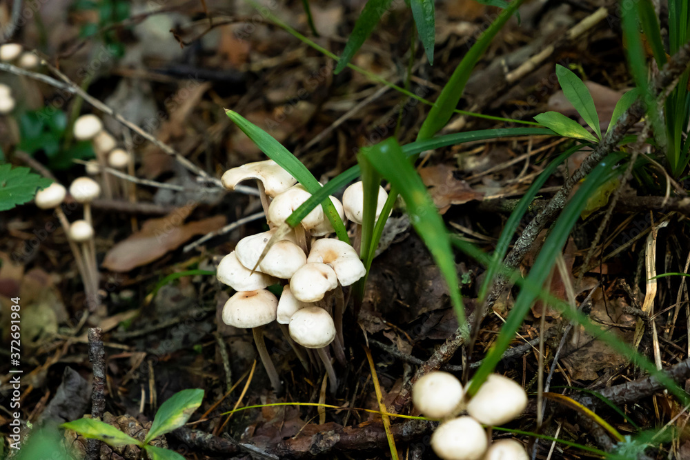 placer of many rustic porcini mushrooms fungus in the forest in the grass,hard light and shadows placer of many rustic porcini mushrooms fungus in the forest in the grass,hard light and shadows