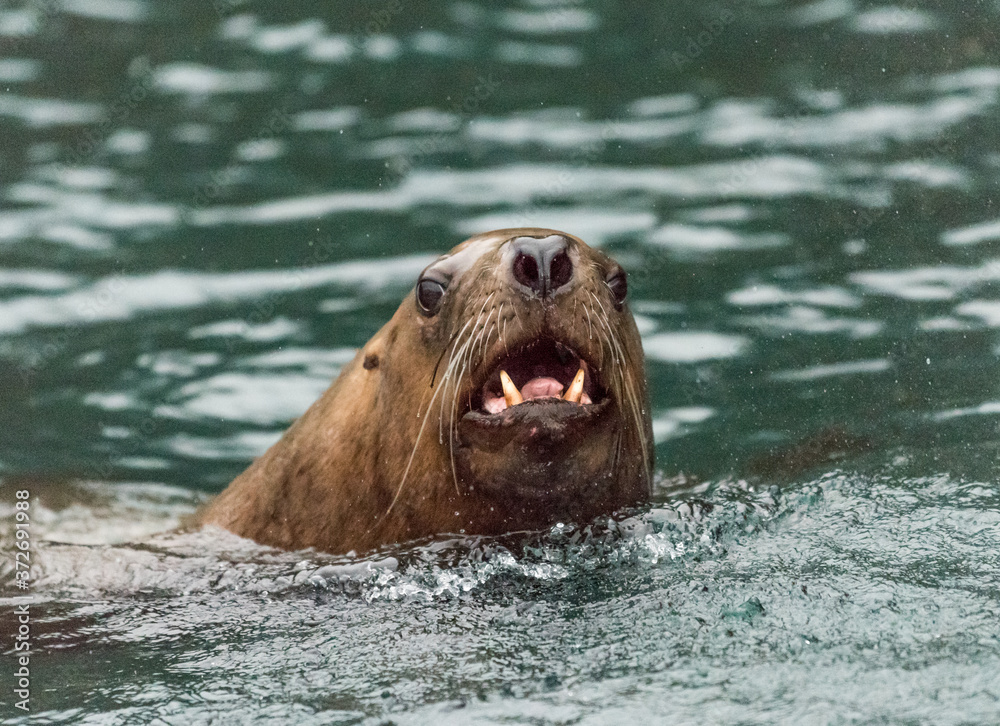 Stellar Sea Lion swimming in the ocean in SE Alaska. Stock Photo | Adobe  Stock