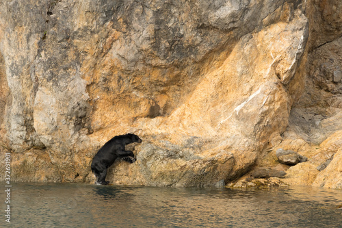 An unsual sight - a Black bear  Ursus americanus  climbing out of the ocean onto a rocky cliff in Alaska on an unusually hot day.