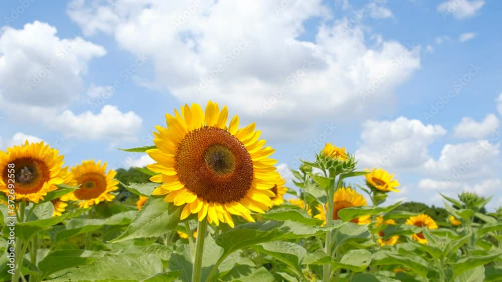 青空とひまわり畑と白い雲 夏イメージ 奈良県営馬見丘陵公園 青空とひまわり畑と白い雲 夏イメージ 奈良県営馬見丘陵公園
