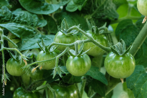 Kleine grüne Mini-Tomaten an einer Rispe im Garten