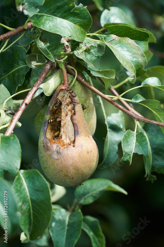 Wasps, ants and flies feeding on a ripe pear and causing damage to the fruit still hanging on the tree