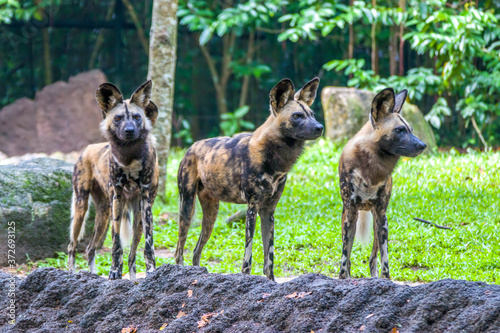 The African wild dog(Lycaon pictus) is a canid native to sub-Saharan Africa. It is the largest indigenous canid in Africa.  A highly social animal, living in packs with separate dominance hierarchies.