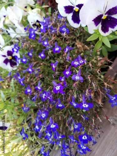 blue flowers in the garden