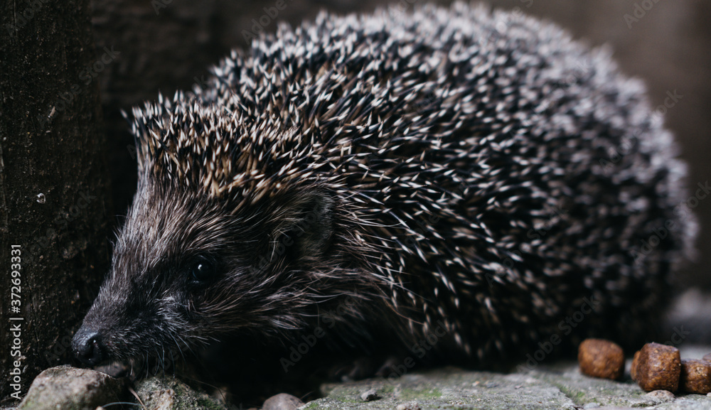 Fototapeta premium A small gray charming prickly hedgehog showed its sharp muzzle. Curious forest dweller in the light of day, hedgehog. A long-eared spiny rat, a predatory little wild animal.