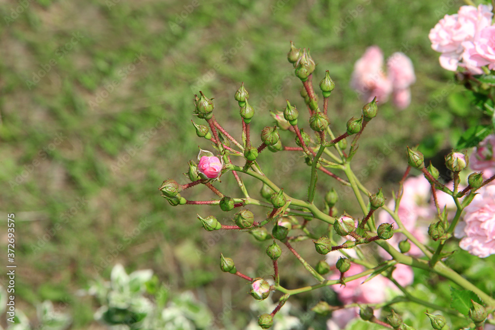 small rosebuds on a blooming rose bush in the garden small rosebuds on a blooming rose bush in the garden