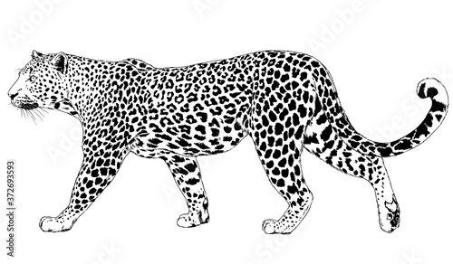 snarling face of a leopard painted by hand on a white background tattoo photo