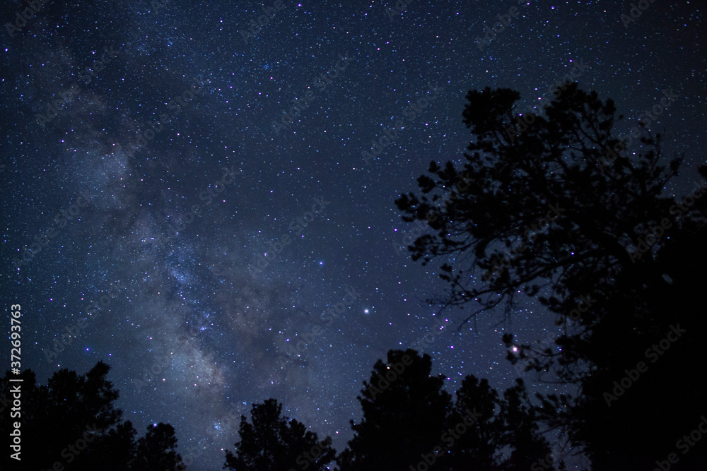 Milky Way stars above towering pine trees in the forest
