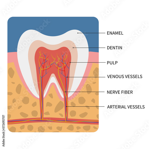 Vector illustration: Anatomy of a cross section of a tooth for medical education and dental care.