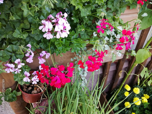 flowers in a garden