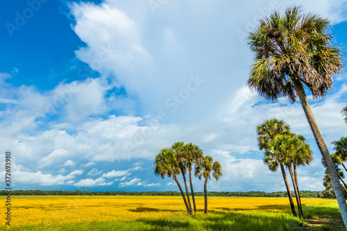 Field of Tickseed wildflowers in Myakka River State Park, Sarasota Florida. Coreopsis, commonly known as tickseed, is the official state of Florida Wildflower with big white storm clouds in sky