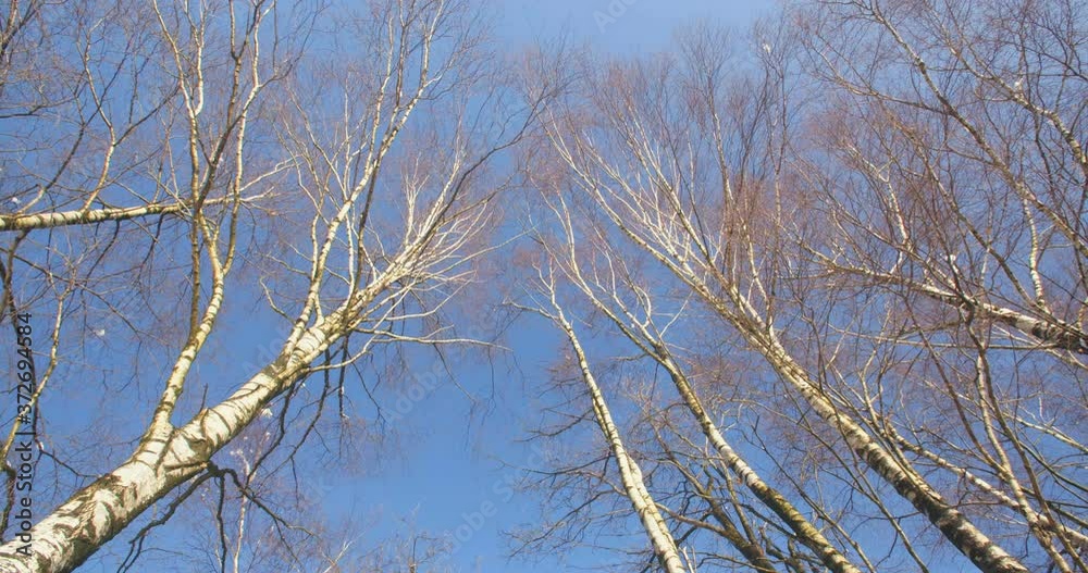 Bare birch forest and blue sky at Veluwezoom National Park, The Netherlands by winter. Bare birch forest and blue sky at Veluwezoom National Park, The Netherlands by winter.