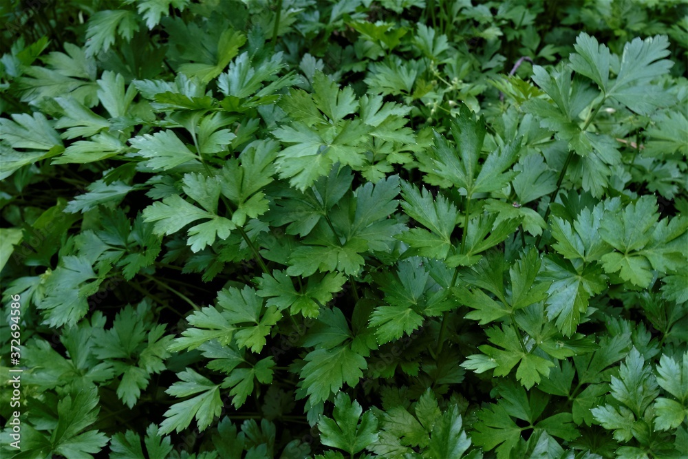 background of green parsley background of green parsley