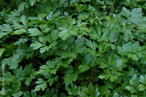 background of green parsley