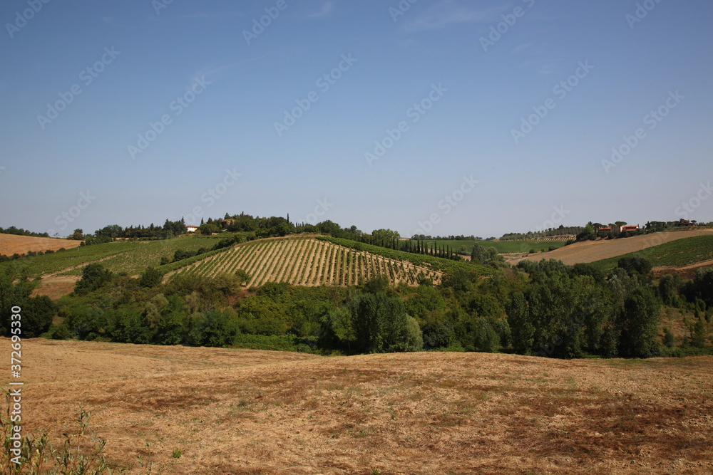 View of  vineyards and wine countryside landscape with horses in San Gimignano, Siena province, Tuscany, Italy
