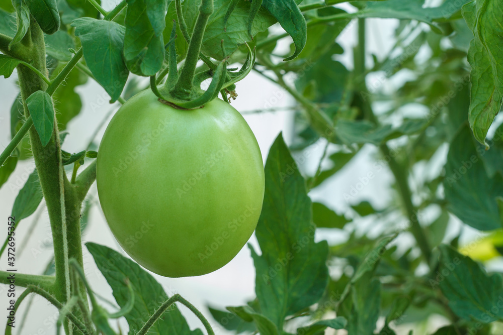 Unripe green tomato growing on bush in the garden. Unripe green tomato growing on bush in the garden.