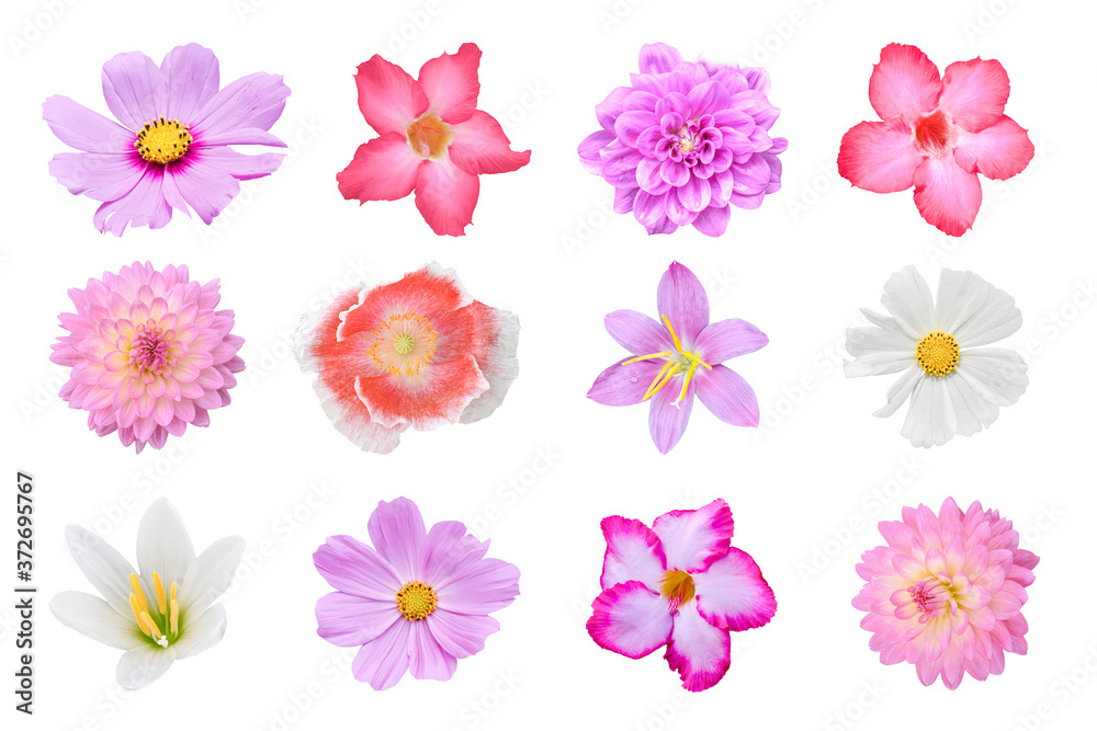 Collection of different colorful flower (poppies, Dahlia, Cosmos, Crocus, Adenium) Isolated on white background with clipping path