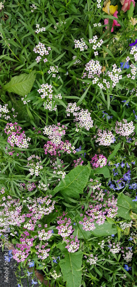 pink and white flowers