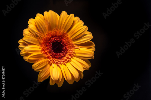 Large gerbera flower on black background