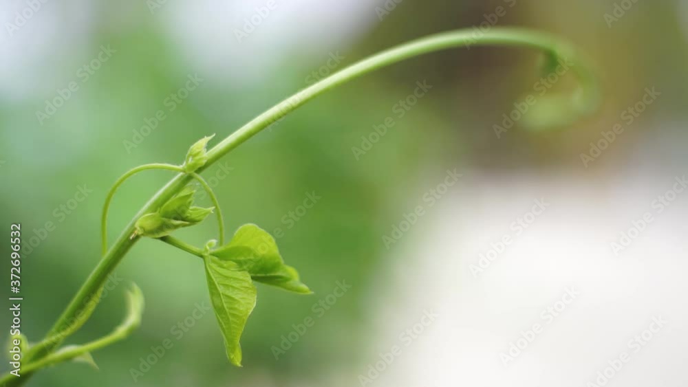 Nature background, beautiful green leaf through the blowing on the wind. Blurred abstract bokeh background. nature concept, nature concept Nature background, beautiful green leaf through the blowing on the wind. Blurred abstract bokeh background. nature concept, nature concept