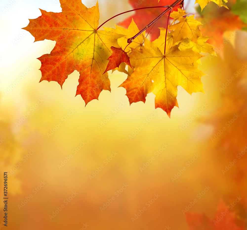 Fototapeta premium Colorful foliage in the park. Falling leaves natural background .Autumn season concept