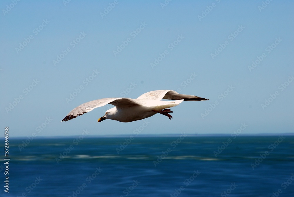 Goéland volant au-dessus de la mer en gros plan