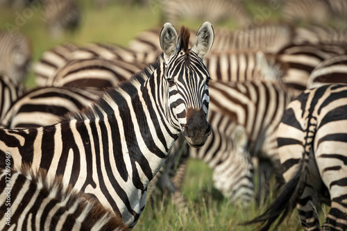 Head on portrait of an adult zebra face looking straight at the camera standing amongst its herd in Serengeti Tanzania