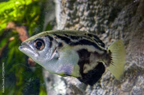 The clouded archerfish (Toxotes blythii) is a perciform fish of genus Toxotes. It is found in rivers and estuaries in Myanmar. Unlike some other archerfish, it is restricted to fresh water.