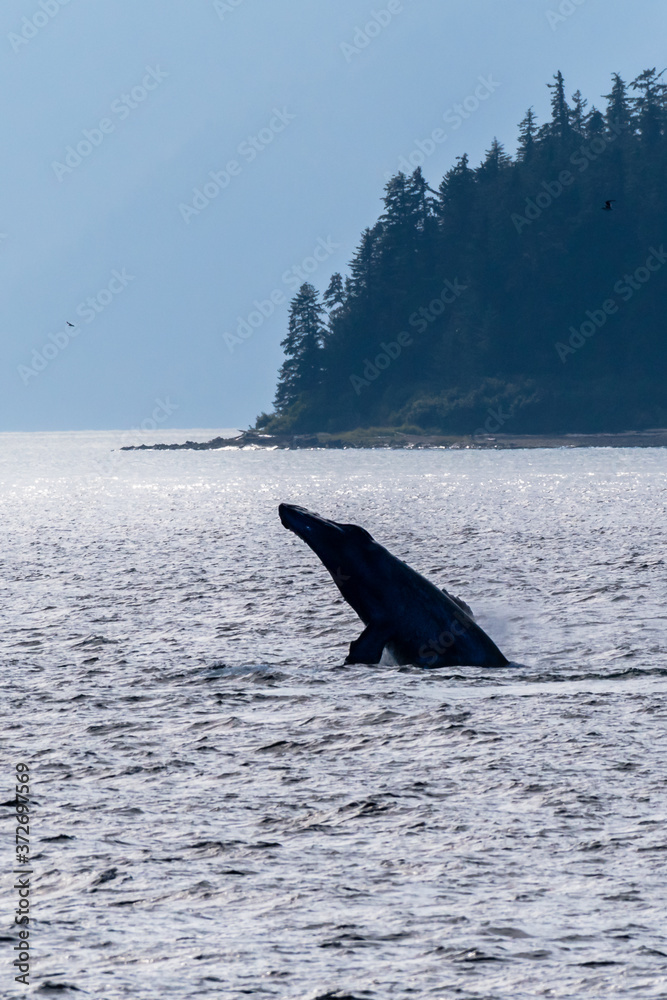 Fototapeta premium Humpback whale (Megaptera novaeangliae) breaching in Southeast Alaska's Inside Passage.